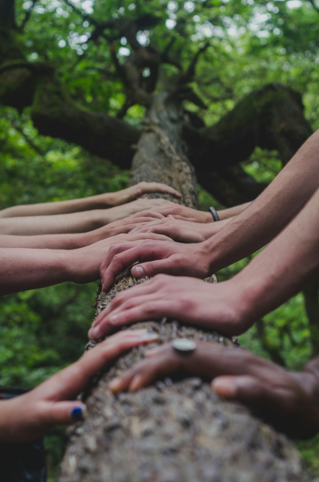 Photo by Shane Rounce un grupo de personas cogidas de la mano en la cima de un árbol